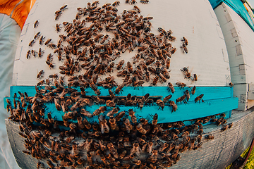 Image showing Close up photo of bees hovering around the hive carrying pollen