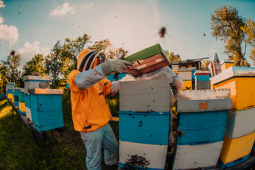 Image showing Beekeepers checking honey on the beehive frame in the field. Small business owners on apiary. Natural healthy food produceris working with bees and beehives on the apiary.