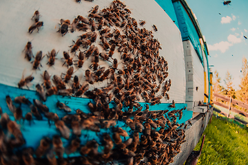 Image showing Close up photo of bees hovering around the hive carrying pollen