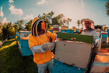 Image showing Beekeepers checking honey on the beehive frame in the field. Small business owners on apiary. Natural healthy food produceris working with bees and beehives on the apiary.