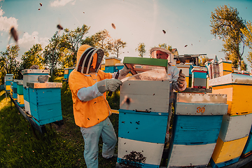 Image showing Beekeepers checking honey on the beehive frame in the field. Small business owners on apiary. Natural healthy food produceris working with bees and beehives on the apiary.