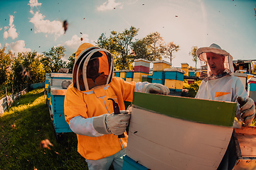 Image showing Beekeepers checking honey on the beehive frame in the field. Small business owners on apiary. Natural healthy food produceris working with bees and beehives on the apiary.