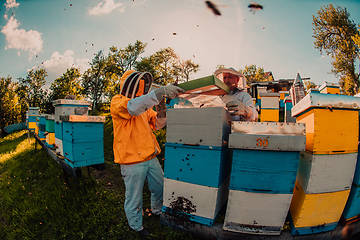 Image showing Beekeepers checking honey on the beehive frame in the field. Small business owners on apiary. Natural healthy food produceris working with bees and beehives on the apiary.