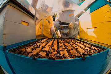 Image showing Beekeepers checking honey on the beehive frame in the field. Small business owners on apiary. Natural healthy food produceris working with bees and beehives on the apiary.