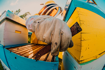 Image showing Beekeeper checking honey on the beehive frame in the field. Small business owner on apiary. Natural healthy food produceris working with bees and beehives on the apiary.