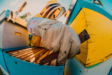 Image showing Beekeeper checking honey on the beehive frame in the field. Small business owner on apiary. Natural healthy food produceris working with bees and beehives on the apiary.