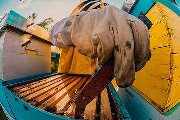 Image showing Beekeeper checking honey on the beehive frame in the field. Small business owner on apiary. Natural healthy food produceris working with bees and beehives on the apiary.