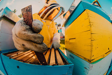 Image showing Beekeeper checking honey on the beehive frame in the field. Small business owner on apiary. Natural healthy food produceris working with bees and beehives on the apiary.