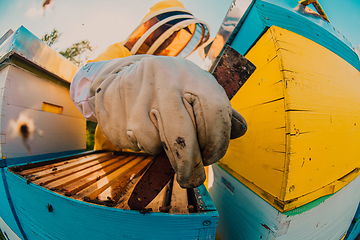 Image showing Beekeeper checking honey on the beehive frame in the field. Small business owner on apiary. Natural healthy food produceris working with bees and beehives on the apiary.