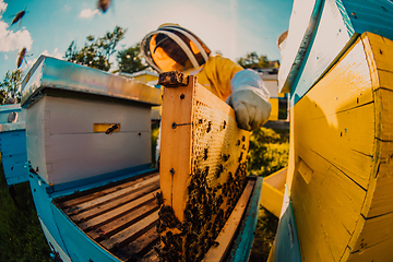 Image showing Beekeeper checking honey on the beehive frame in the field. Small business owner on apiary. Natural healthy food produceris working with bees and beehives on the apiary.