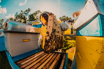 Image showing Beekeepers checking honey on the beehive frame in the field. Small business owners on apiary. Natural healthy food produceris working with bees and beehives on the apiary.