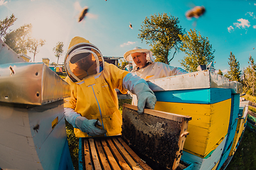 Image showing Beekeepers checking honey on the beehive frame in the field. Small business owners on apiary. Natural healthy food produceris working with bees and beehives on the apiary.