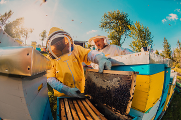 Image showing Beekeepers checking honey on the beehive frame in the field. Small business owners on apiary. Natural healthy food produceris working with bees and beehives on the apiary.