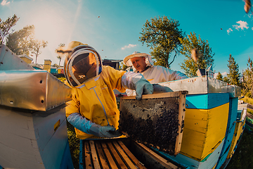 Image showing Beekeepers checking honey on the beehive frame in the field. Small business owners on apiary. Natural healthy food produceris working with bees and beehives on the apiary.