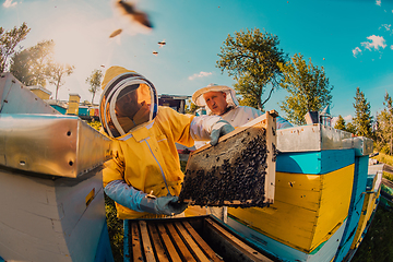 Image showing Beekeepers checking honey on the beehive frame in the field. Small business owners on apiary. Natural healthy food produceris working with bees and beehives on the apiary.