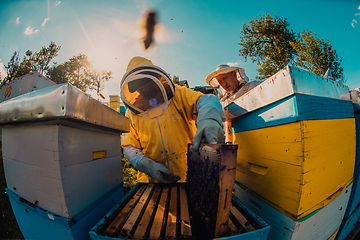 Image showing Beekeepers checking honey on the beehive frame in the field. Small business owners on apiary. Natural healthy food produceris working with bees and beehives on the apiary.