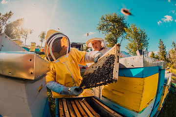 Image showing Beekeepers checking honey on the beehive frame in the field. Small business owners on apiary. Natural healthy food produceris working with bees and beehives on the apiary.