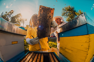 Image showing Beekeepers checking honey on the beehive frame in the field. Small business owners on apiary. Natural healthy food produceris working with bees and beehives on the apiary.