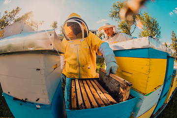 Image showing Beekeepers checking honey on the beehive frame in the field. Small business owners on apiary. Natural healthy food produceris working with bees and beehives on the apiary.