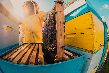 Image showing Beekeeper checking honey on the beehive frame in the field. Small business owner on apiary. Natural healthy food produceris working with bees and beehives on the apiary.