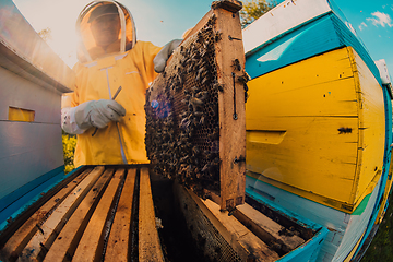 Image showing Beekeeper checking honey on the beehive frame in the field. Small business owner on apiary. Natural healthy food produceris working with bees and beehives on the apiary.