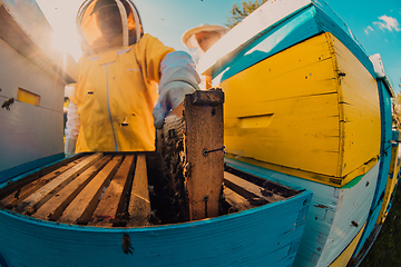 Image showing Beekeeper checking honey on the beehive frame in the field. Small business owner on apiary. Natural healthy food produceris working with bees and beehives on the apiary.