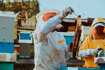 Image showing Beekeepers checking honey on the beehive frame in the field. Small business owners on apiary. Natural healthy food produceris working with bees and beehives on the apiary.