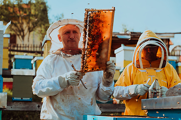 Image showing Beekeepers checking honey on the beehive frame in the field. Small business owners on apiary. Natural healthy food produceris working with bees and beehives on the apiary.