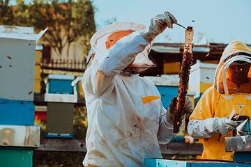 Image showing Beekeepers checking honey on the beehive frame in the field. Small business owners on apiary. Natural healthy food produceris working with bees and beehives on the apiary.