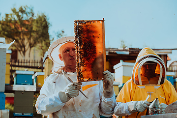 Image showing Beekeepers checking honey on the beehive frame in the field. Small business owners on apiary. Natural healthy food produceris working with bees and beehives on the apiary.