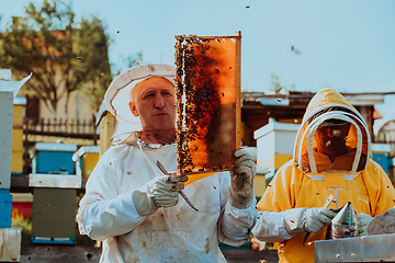 Image showing Beekeepers checking honey on the beehive frame in the field. Small business owners on apiary. Natural healthy food produceris working with bees and beehives on the apiary.