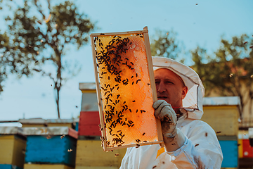 Image showing Beekeeper checking honey on the beehive frame in the field. Small business owner on apiary. Natural healthy food produceris working with bees and beehives on the apiary.