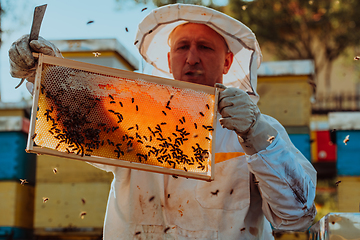 Image showing Beekeeper checking honey on the beehive frame in the field. Small business owner on apiary. Natural healthy food produceris working with bees and beehives on the apiary.