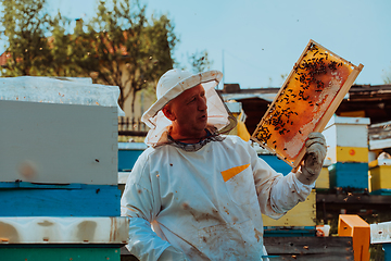 Image showing Beekeeper checking honey on the beehive frame in the field. Small business owner on apiary. Natural healthy food produceris working with bees and beehives on the apiary.