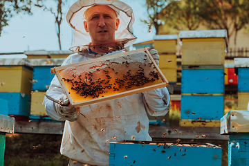 Image showing Beekeeper checking honey on the beehive frame in the field. Small business owner on apiary. Natural healthy food produceris working with bees and beehives on the apiary.