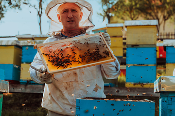 Image showing Beekeeper checking honey on the beehive frame in the field. Small business owner on apiary. Natural healthy food produceris working with bees and beehives on the apiary.