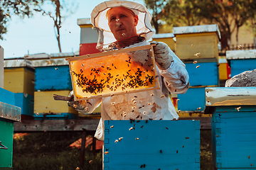 Image showing Beekeeper checking honey on the beehive frame in the field. Small business owner on apiary. Natural healthy food produceris working with bees and beehives on the apiary.