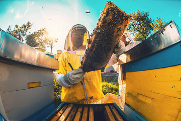 Image showing Beekeepers checking honey on the beehive frame in the field. Small business owners on apiary. Natural healthy food produceris working with bees and beehives on the apiary.