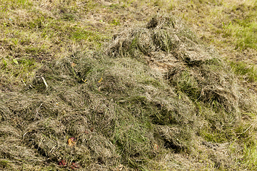 Image showing drying grass