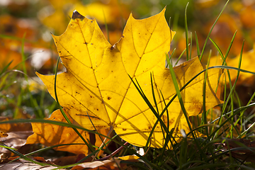 Image showing autumn yellow foliage