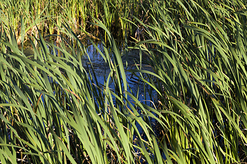 Image showing aquatic plants, shore