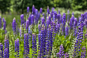 Image showing real wild Lupin