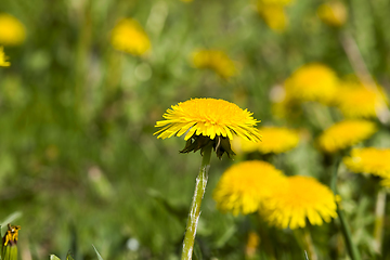 Image showing real wild yellow beautiful dandelions