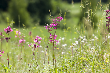 Image showing flowering small grass