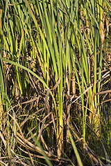 Image showing water grass, swamp