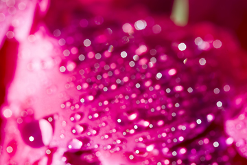 Image showing beautiful peony with drops