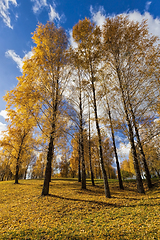 Image showing birch trees