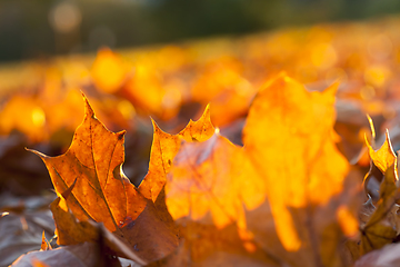 Image showing autumn sun shines