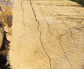 Image showing logging pine logs