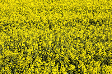 Image showing rapeseed flowers